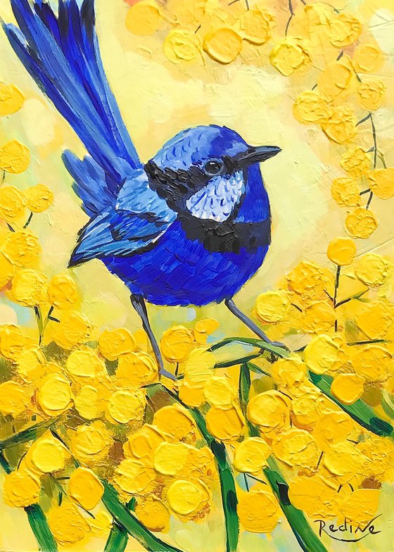 Splendid Fairy Wren and Golden Wattle – framed original painting