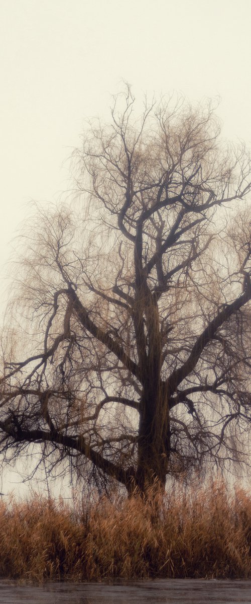 Mystical willow by Vlad Durniev
