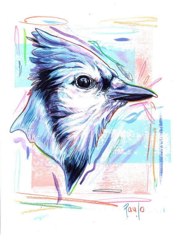 Blue jay (Cyanocitta cristata)