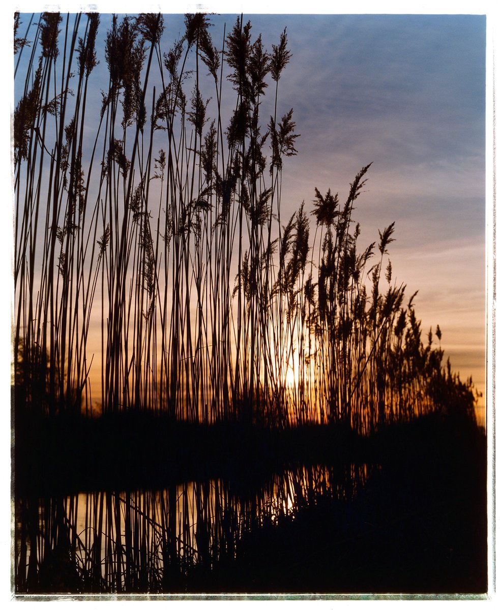 Urban And Pop Landscape Photograph By Richard Heeps, 29 X 35", Reeds - Wicken Lode, Wicken, 2002, Original Artwork