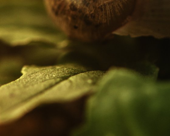 The Treasure - diptych
