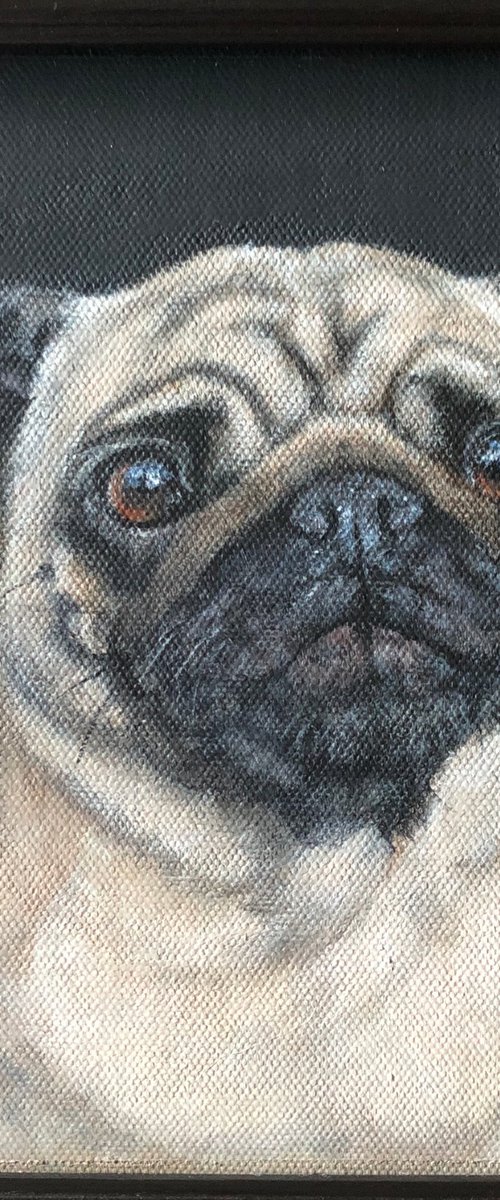 Pug Dug by Rosie Mark