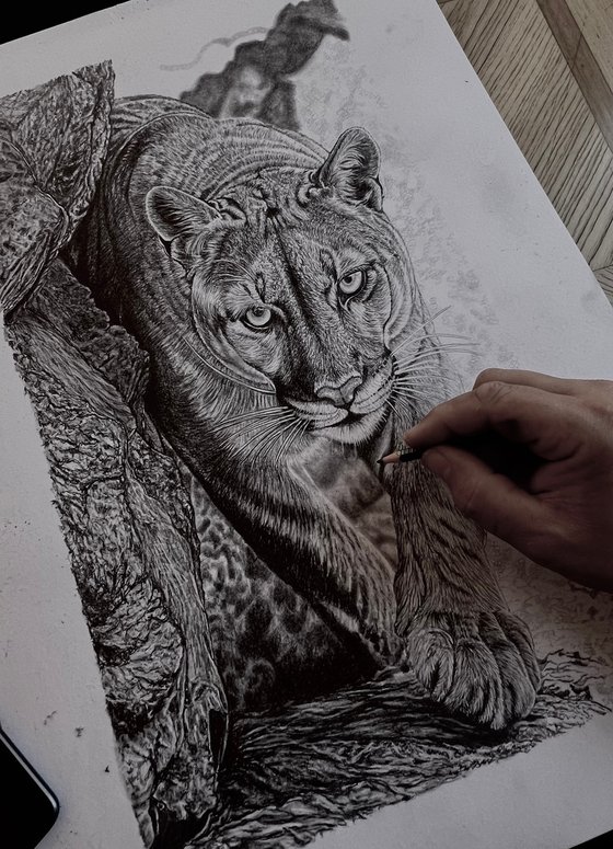 Cougar / Mountain Lion