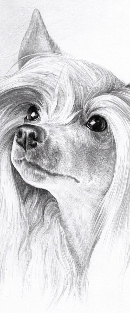 Chinese crested dog. Pensil portrait. 21cm x 30cm by Olga Tsvetkova