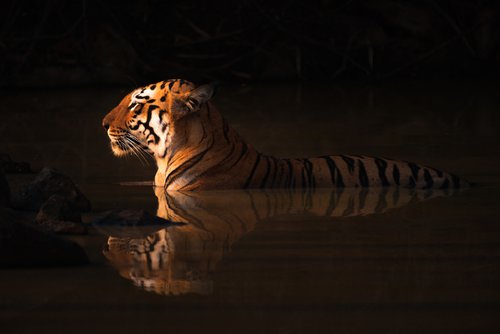 Tiger, tiger, burning bright… by Nick Dale