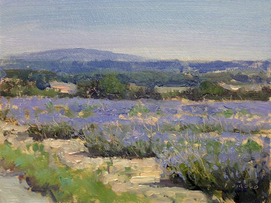 Lavender Fields near Grignan