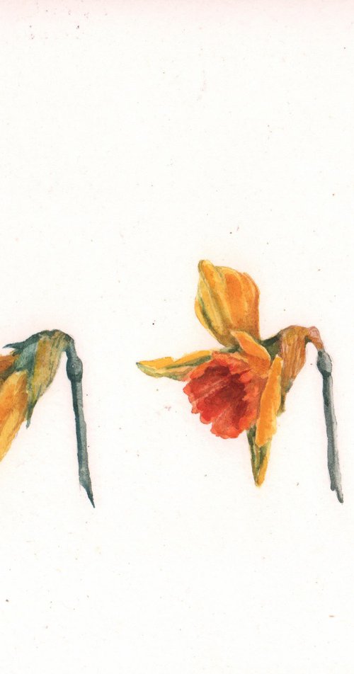 Daffodil Days - Original Watercolour Painting by Alison Fennell