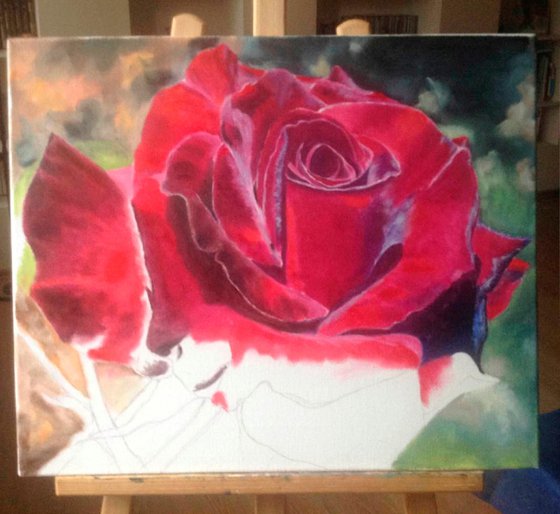 Burgundy Rose in Bloom