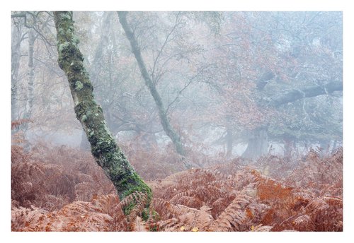 November Forest II by David Baker