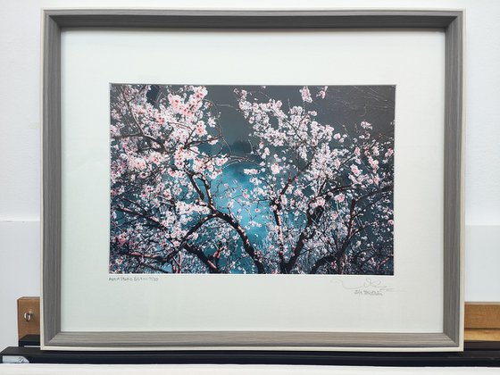 (FRAMED) Sakura Season II