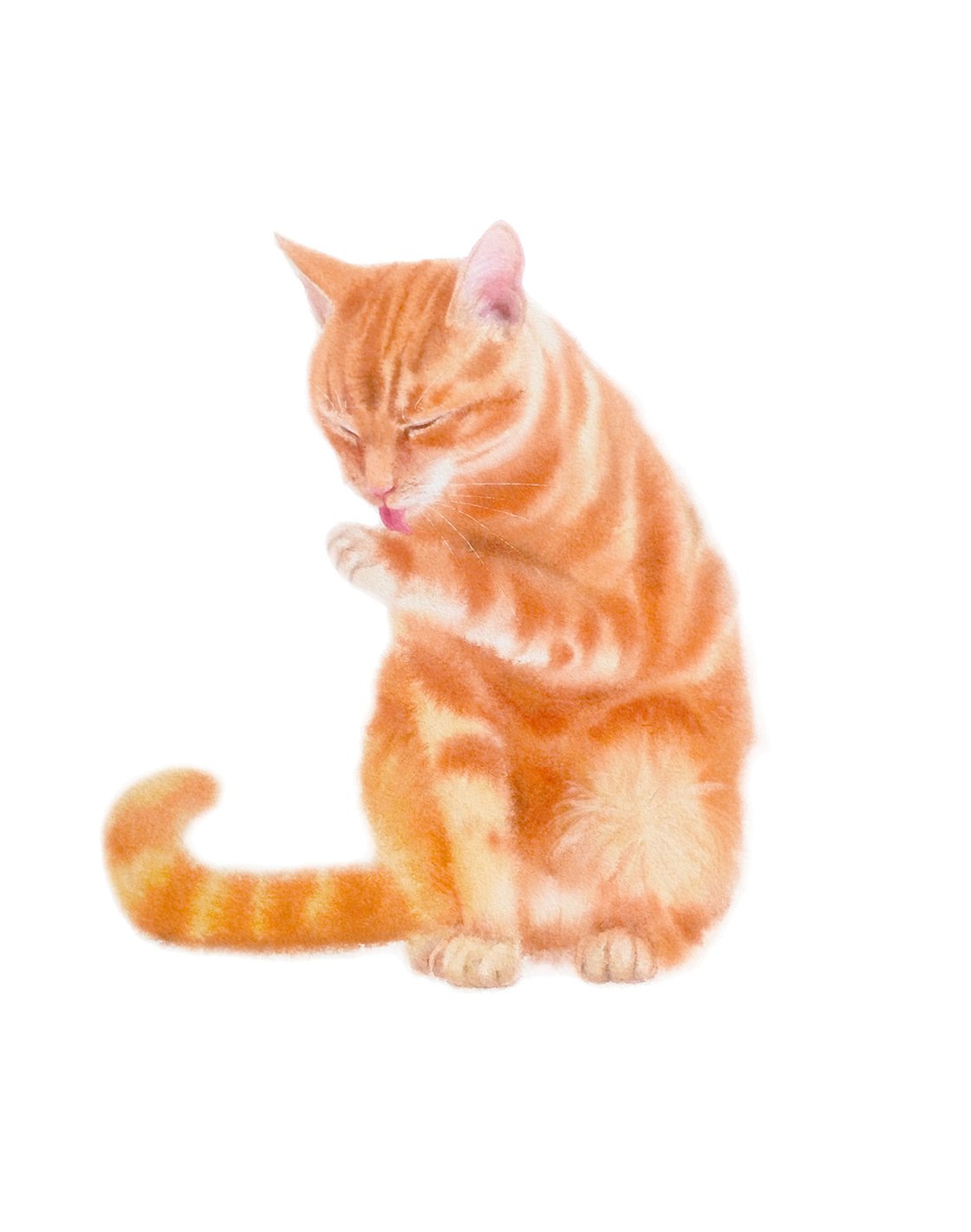 Fashion Red Tabby Cat Image & Photo (Free Trial)