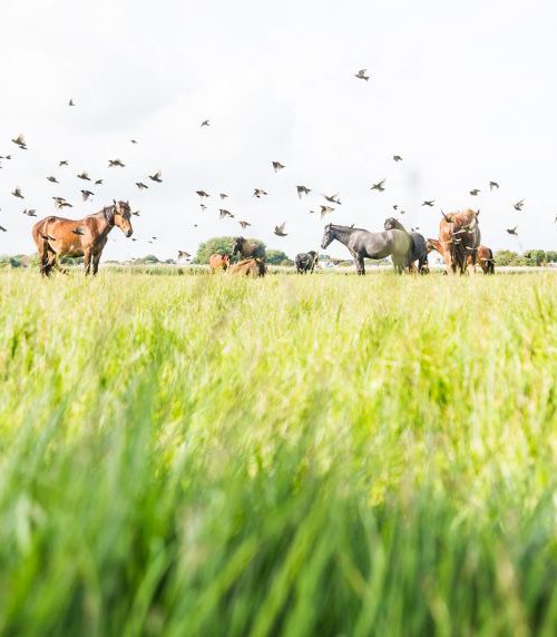 THE HERD AND THE FLOCK by Andrew Lever