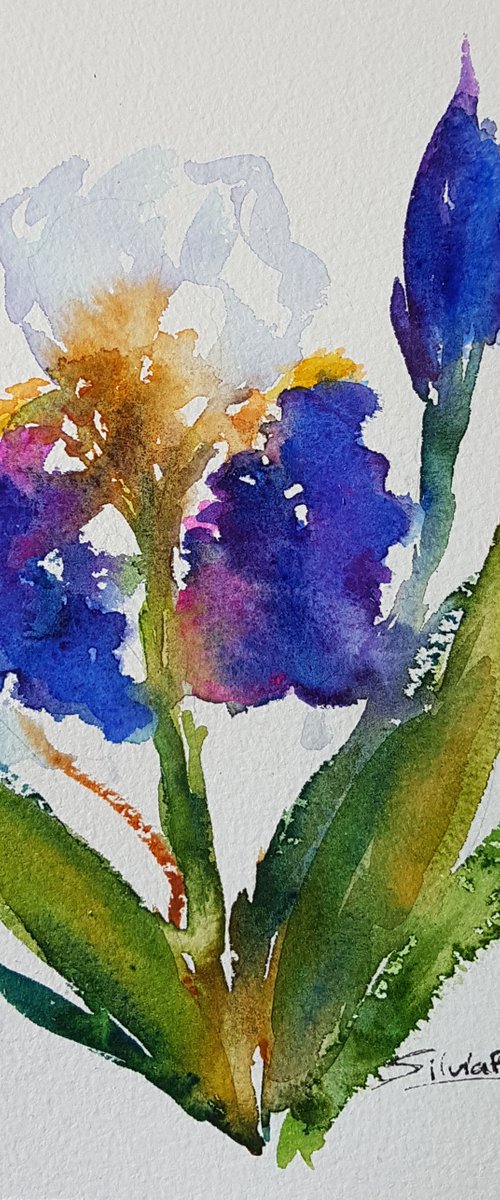 Bearded iris by Silvia Flores Vitiello