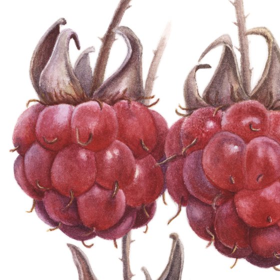 Raspberries