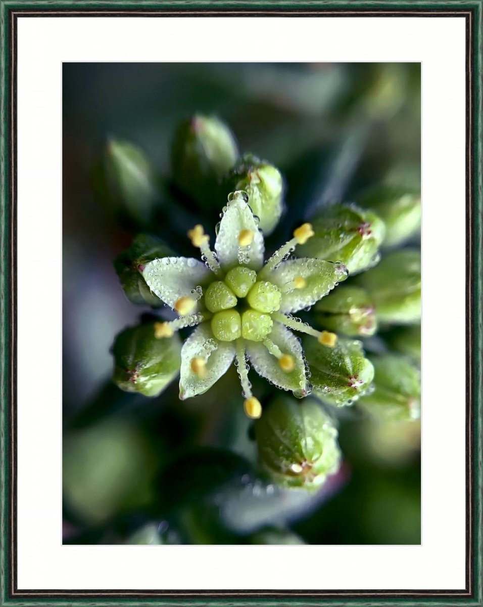 Tiny beauty in the morning dew - macro photography of wild succulent flower with the drops... by Inna Etuvgi