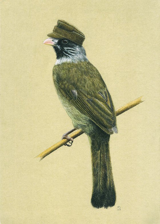 Original pastel drawing "Collared finchbill"