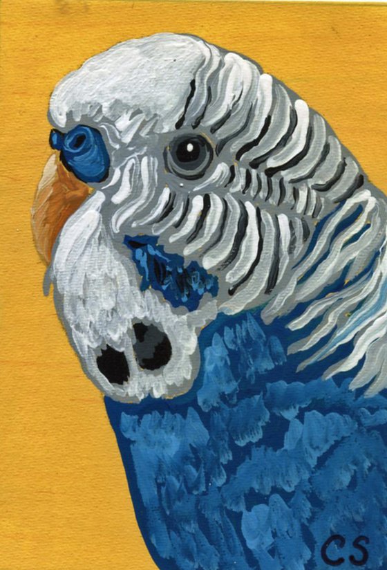 ACEO ATC Original Miniature Painting Blue Budgie Parakeet Parrot Pet Bird Art-Carla Smale