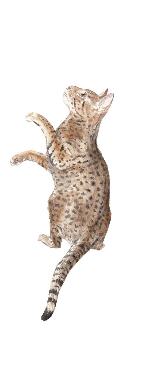 Ocicat Cat Original Watercolor by Lauren Rogoff