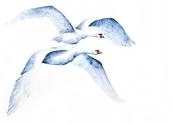 Mute Swans, Swan, wildlife, birds and nature watercolour