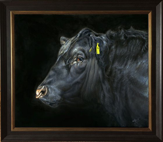 Aberdeen Angus bull head