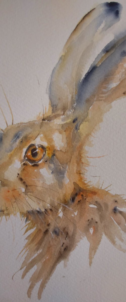 Hare watercolour by Sue  Green