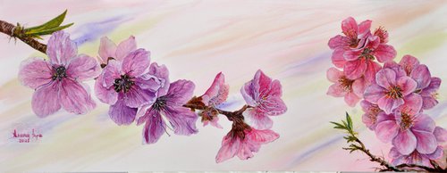 Pink spring flowers by Asuman Tepe