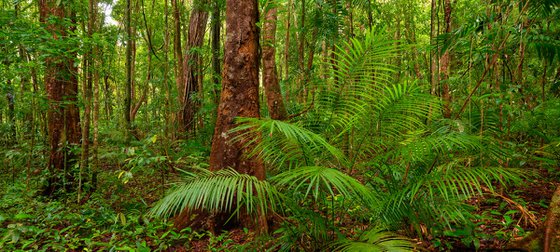 Daintree