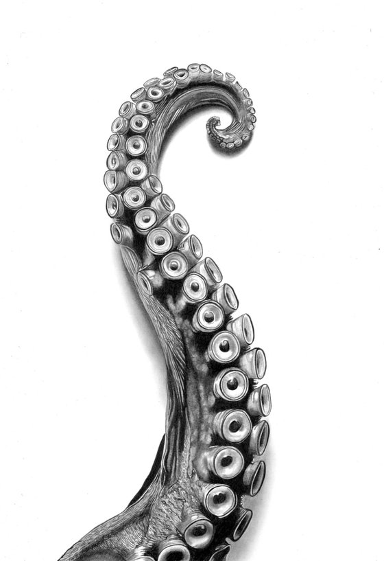 Octopus Arm