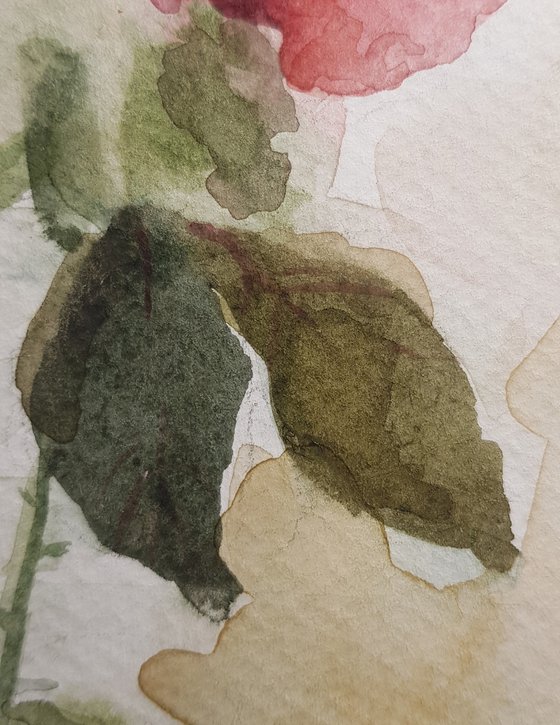 A rose