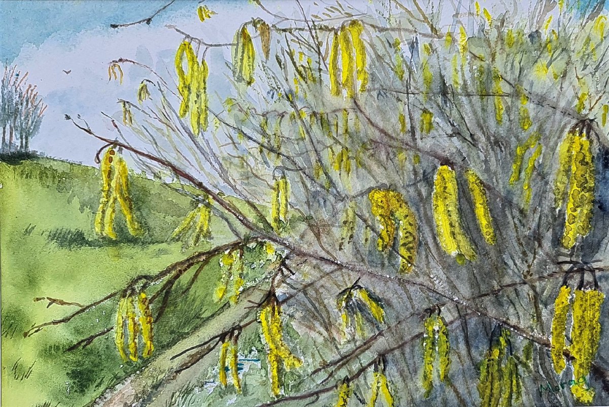 Impressionistic Watercolour , Hazel Catkins By Morag Paul, 16 X 16, Artwork For Sale On Artfinder