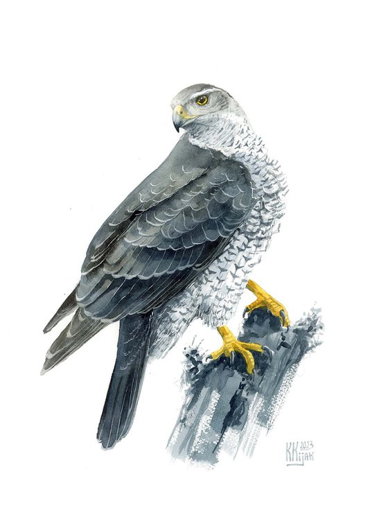 Goshawk