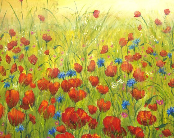 Sunset at the poppy field