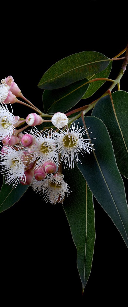 Corymbia Snowflake Gum by Nadia Culph