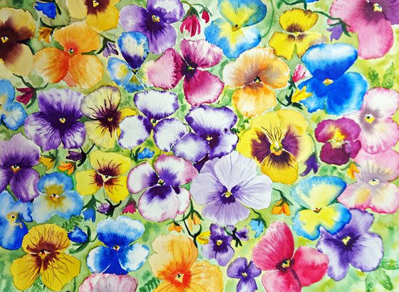 Bright and multi coloured pansies 16"x20" mounted