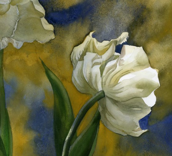 French white tulips