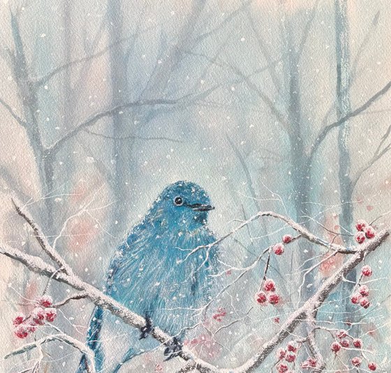 Mountain bluebird