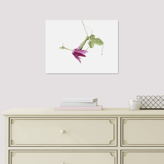 Passionflower, Passion Fruit Painting