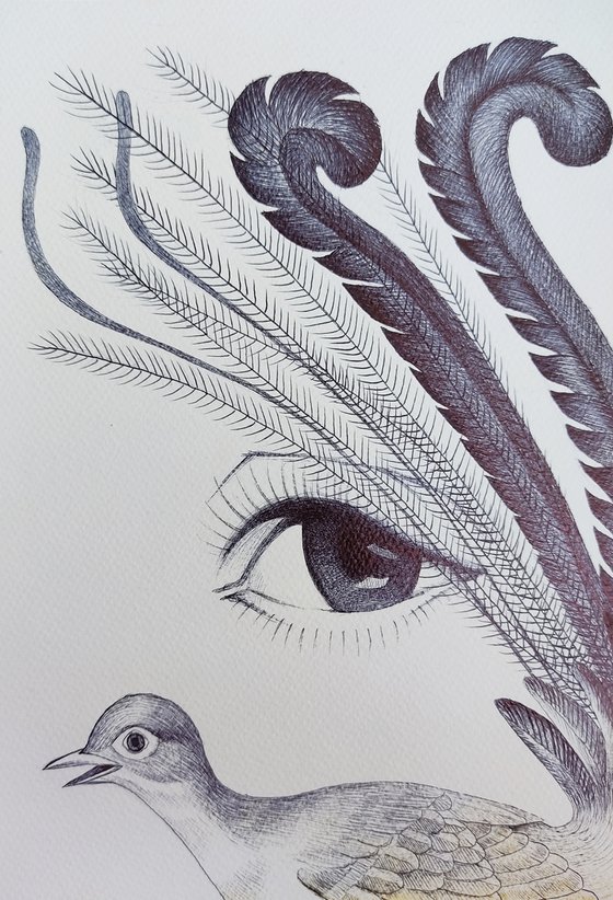 Lyrebird eye