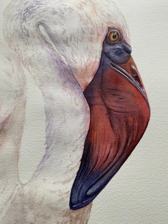 Elegant Flamingo, bird portrait