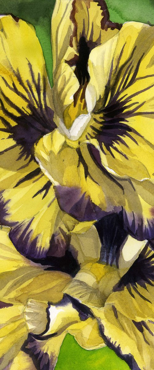 yellow pansy watercolor floral by Alfred  Ng