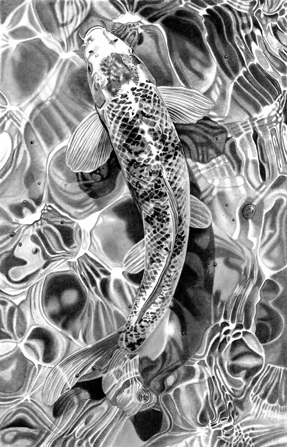 Koi Carp Pencil Drawing