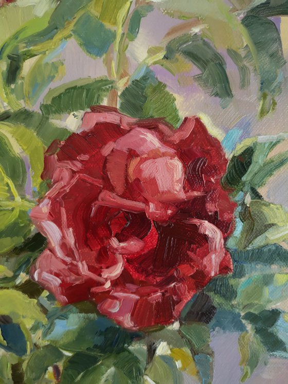 "Fresh cut roses under the white light", original, one of a kind, oil on canvas still life (16×20")