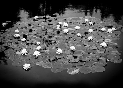 Lilly Pond  - Bodnant Gardens by Stephen Hodgetts Photography