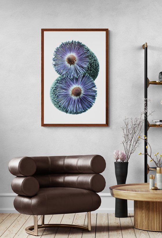 Paramour Banksia