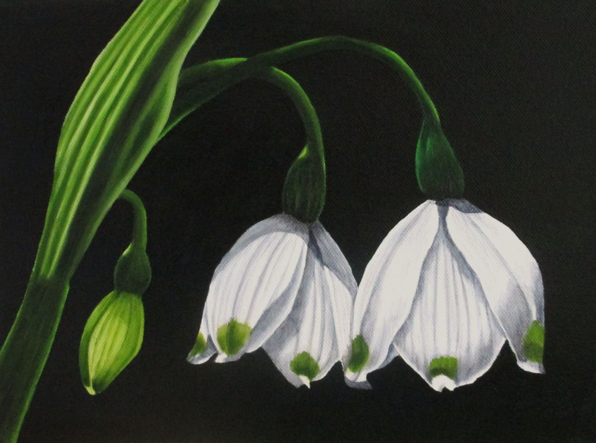 Snowdrop 3 by Angela Stanbridge