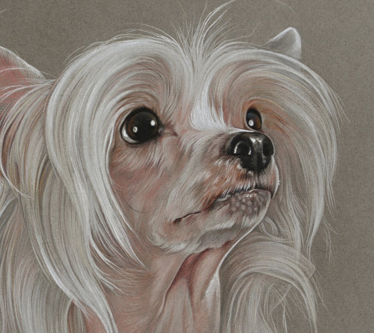 Pastel portrait Chinese Crested Dog by Olga Tsvetkova