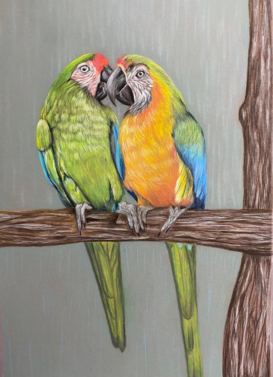 Parrots