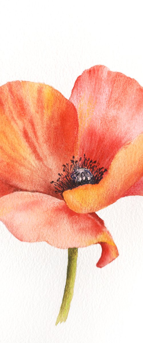 Red flower, watercolor poppy flower, small floral wall art by Olga Grigo