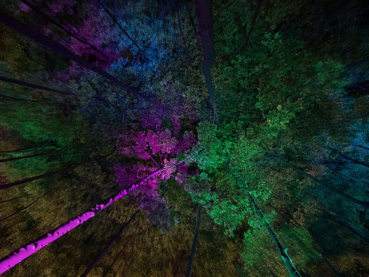 Glowing trees by Jacek Falmur