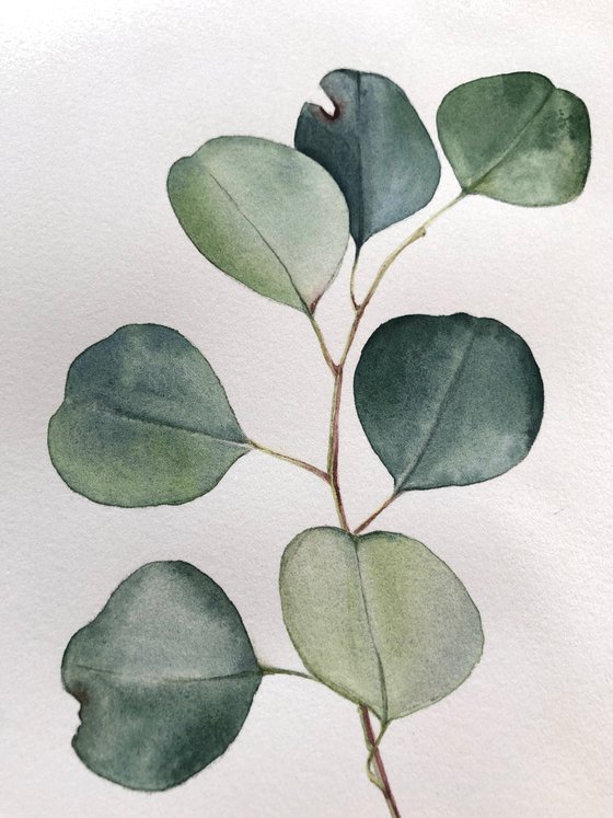 Eucalyptus branch. Original watercolour artwork.